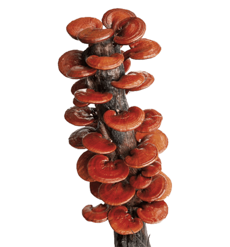 FUNGO REISHI (Ganoderma Lucidum) per Dimagrire