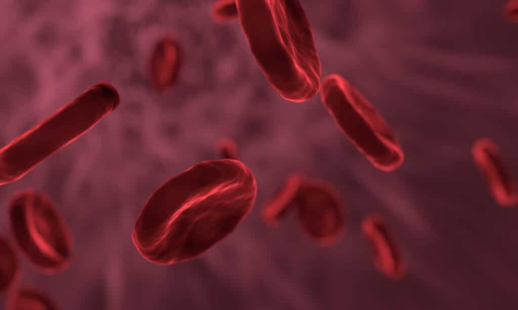 globuli rossi del sangue