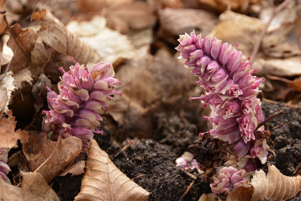 proprietà dello psillio