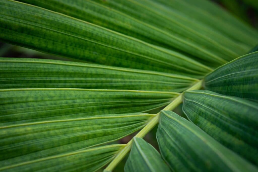saw palmetto foglia