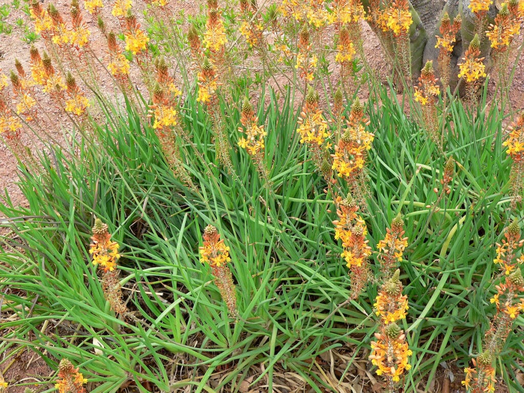 immagine della Bulbine frutescens